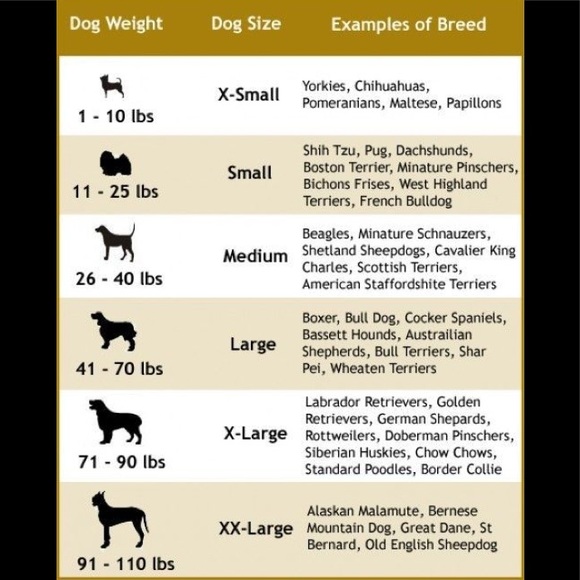 Bailey & Bella Dog Dog Coat Poshmark